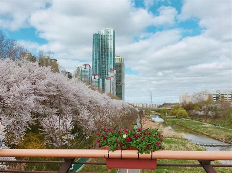 Zilker Park: Ein Oase der Ruhe und Erholung mitten im geschäftigen Seoul!